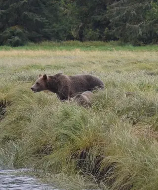 Besuche die grösste Grizzlybären-Population von ganz British Columbia
